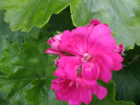 As sardinheiras muito coloridas e com aroma intenso estão na horta para afastar os mosquitos.